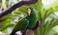 Hartleys Crocodile Adventures - Half Day Package