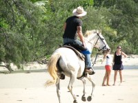 Cape Trib Beach Horse Rides