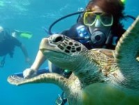 scuba dive with turtle