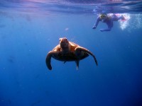 turtle