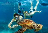 turtle