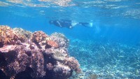snorkelling