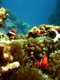Great Barrier Reef