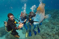 Deep Sea Divers Den Dive Courses