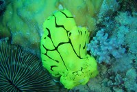 Great Barrier Reef sailing