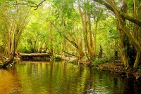 Discovery Tours Australia - 3 Day Cooktown, Cape Tribulation and Atherton Tablelands 
